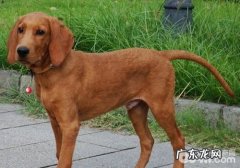 犬甲状腺囊肿切除术