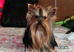 犬鼻窦炎的预防对策