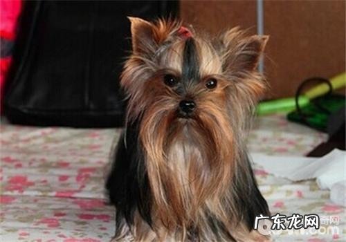 犬鼻窦炎的预防对策