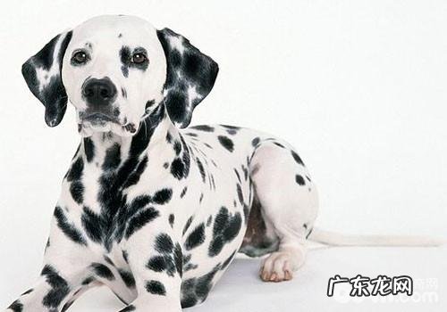 犬螨虫病的防止关键点