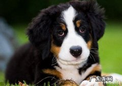 犬慢性肾衰的确诊与医治