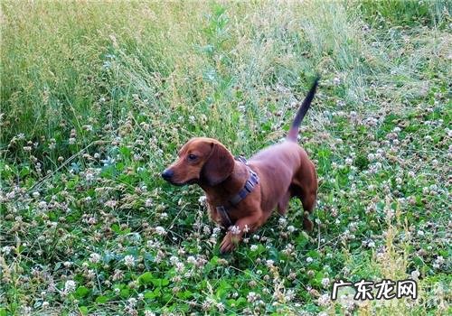 犬急性支气管炎的常见问题