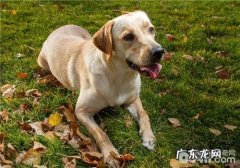 怎么治疗小狗外耳炎