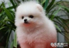 犬支气管坍塌的病史详细介绍