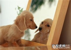 犬支气管炎肺炎的治疗方式