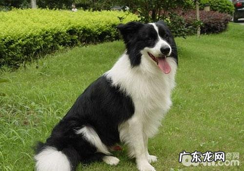 如何预防小狗念珠菌性病症