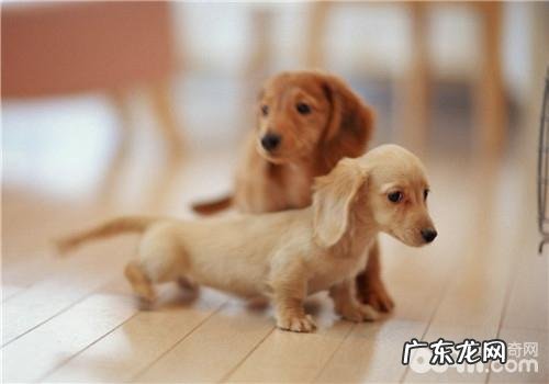 犬急性支气管炎的临床表现