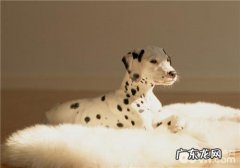 犬甲状腺囊肿功能较为亢奋的分辨方式