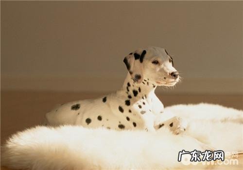 犬甲状腺囊肿功能较为亢奋的分辨方式