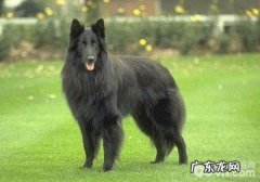 什么叫小狗的念珠菌性皮肤疾病