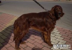 犬亚急性新生儿黄疸病的治疗