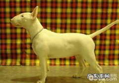 犬黄疸病的发病原因