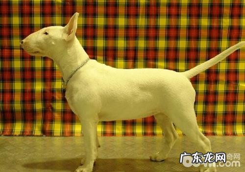 犬黄疸病的发病原因