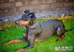 小狗中毒了的急救措施