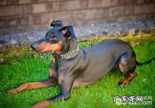 小狗中毒了的急救措施