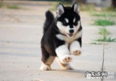 犬各种慢性毒药中毒了的治疗方法