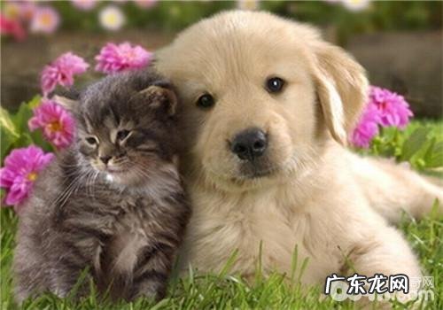 犬窝咳的治疗方法