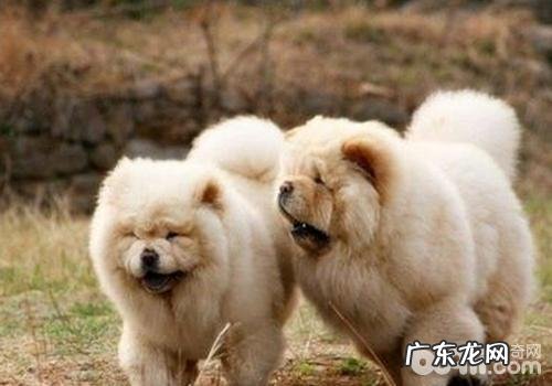 倒睫不医治是否会至死