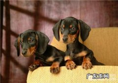 犬肉毒梭菌中毒了症的医治标准