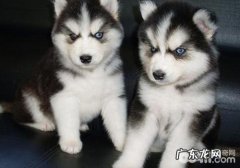 犬中不一样慢性毒药所主要表现的病症