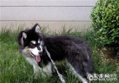 犬大叶性肺炎的发病原因及病症