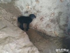 未来两年，肉羊养殖前景怎么样？