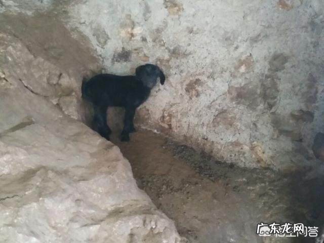 未来两年,肉羊养殖前景怎么样?