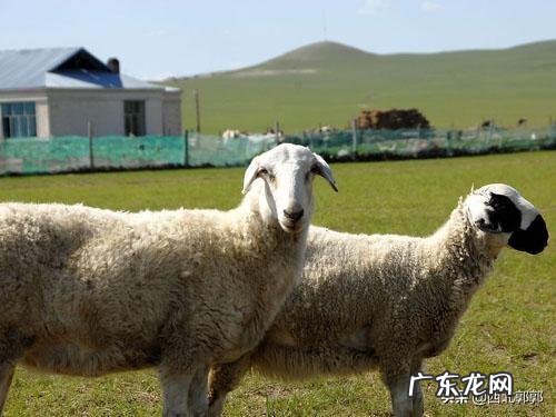 未来两年,肉羊养殖前景怎么样?