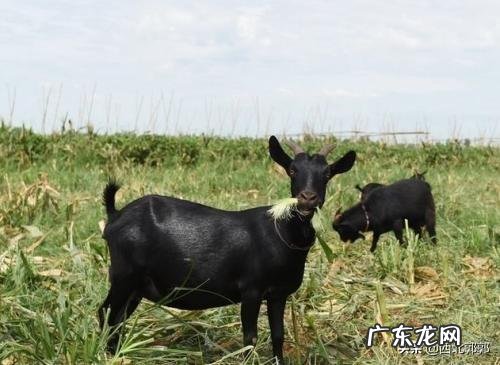 未来两年,肉羊养殖前景怎么样?