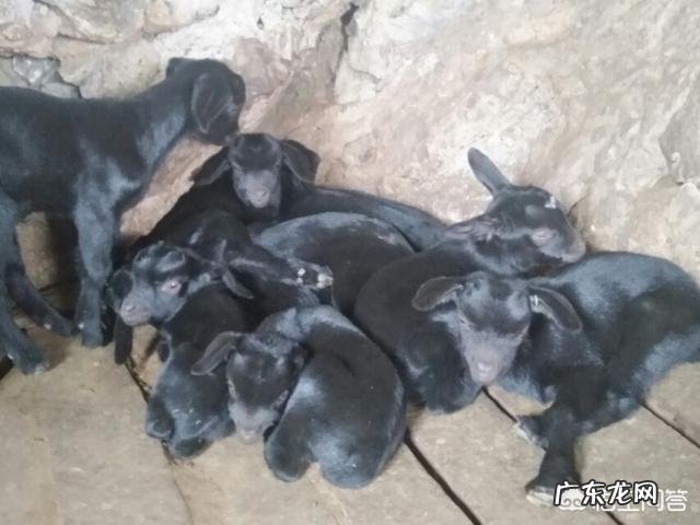 未来两年,肉羊养殖前景怎么样?