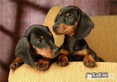 犬肉毒梭菌中毒了症的临床表现