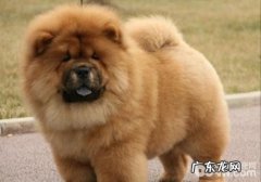 松狮狗有倒睫怎么办