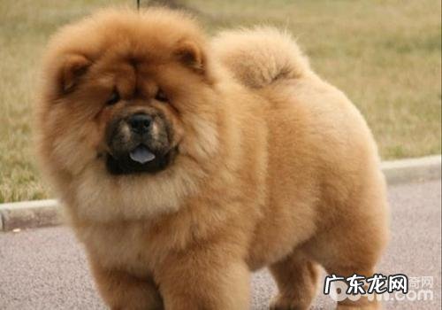 松狮狗有倒睫怎么办