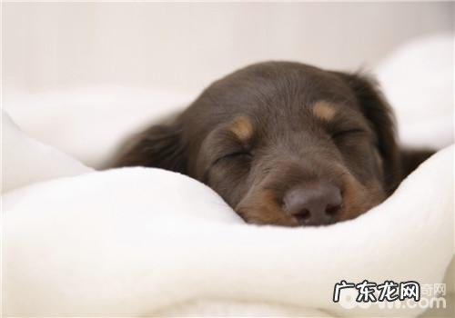 犬严重便秘的防范措施