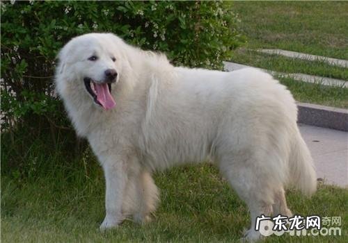 犬胸膜炎的预防方式