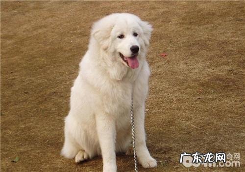 犬胸膜炎的确诊方式