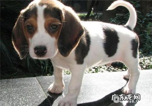 犬肥胖病的医治标准