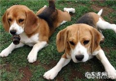 犬肥胖病的确诊关键点