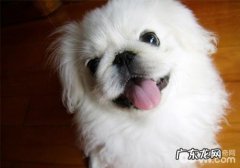 犬胃肠炎的预防对策