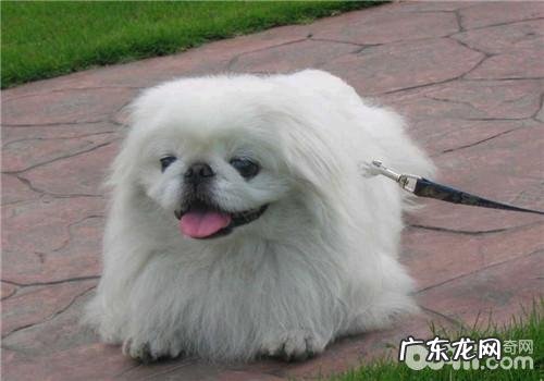 犬胃肠炎的临床表现