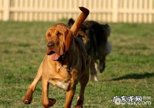 小狗得CHD有什么病症及危害