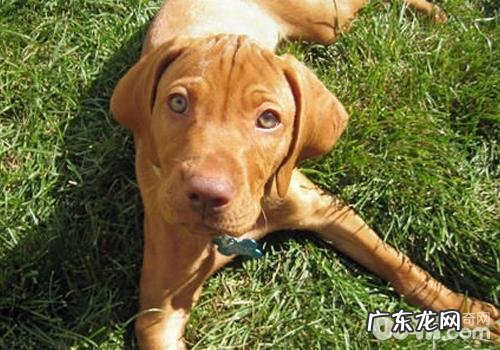 什么时候该做CHD的查验