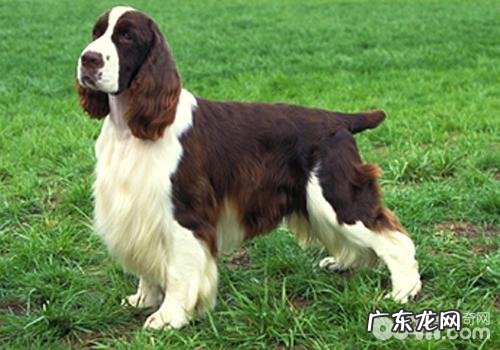 怎么知道小狗是否CHD