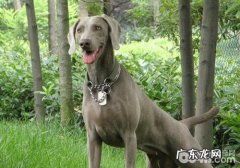 什么叫犬的CHD