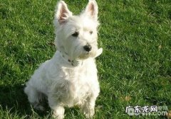 造成小狗抑郁的原因