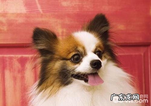 小狗抑郁症有什么主要表现