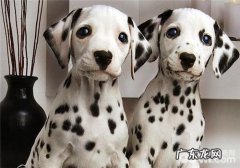 犬胃扭转的防止关键点