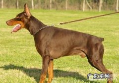 犬扩张型肥厚性心肌病的治疗方法