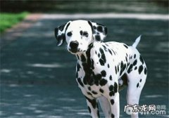犬胃扭转的病发缘故