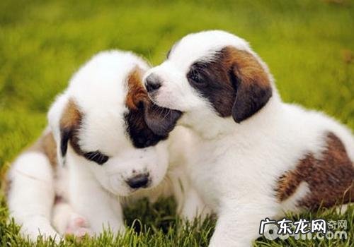 犬扩张型肥厚性心肌病的发病原因及病症